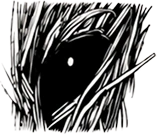Detail: eye shape